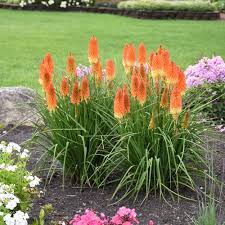 Image result for Kniphofia princeae