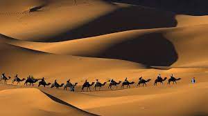 So pleased to have made a connection with you. Camel The Ship Of The Desert About Facebook