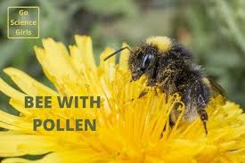 What Is Bee Bread Process Of Making Uses