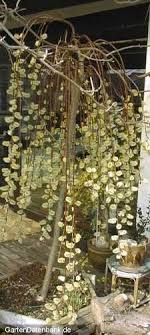 Bild Salweide Weidenkatzchen Katzchenweide Hangekatzchenweide Salix Caprea Foto Kilmarnock Hangekatzchenweiden Pussy Willow Weeping Sally Wuchsform Im Kubel