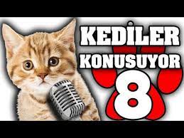 konusan pisiler 8 en komik kedi videolari youtube