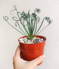 Maybe you would like to learn more about one of these? Frizzle Sizzle Albuca Spiralis Plants Succulents Succulent Box