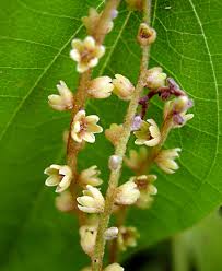 Image result for Dioscorea schimperiana