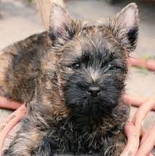 uber 39 hunde die nicht haaren liste mit bild hundefunde hunderassen kleine hunde hunde hunde rassen