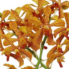 Few orchids varieties from our collections are dendrobium orchids, phalaenopsis orchids, cattleya orchids, paphiopedilum orchids, oncidium, vanda orchids that you can shop online. Yellow Black Dots Orchid Cheapest Flowers Online Globalrose
