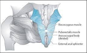 Learn about anatomy muscles pelvis with free interactive flashcards. Anatomy And Physiology Of The Pelvic Floor Musculoskeletal Key