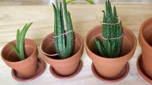 Damit deine aloe vera pflanze möglichst lange gesund und frisch bleibt, musst du sie regelmäßig umtopfen. Aloe Vera Richtig Umtopfen Anleitung Philognosie