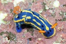 アオウミウシ hypselodoris festiva a adams 1861 アオウミウシとは 体地色は青色 外套膜周縁部は黄色 正中線上に黄色の縦線が1本入り その両側にも黄色の斑紋が入る この黄色の斑紋は点状になったり線状になったり 全く欠くものがあったりと変 ウミウシ