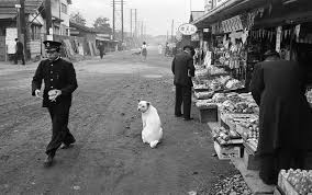 犬のいる風景 古い写真 古写真 レトロな写真