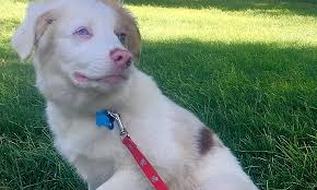 We breed for an australian shepherd that is sound in mind and body with outstanding, health, temperament and intelligence. 6 Perfect Pups To Adopt Now In Colorado Springs
