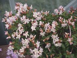 Ginny Gee Rec Shrubs Plants Garden