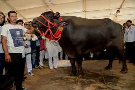 Näytä lisää sivusta cyril ramaphosa facebookissa. How Much Does A Bull Cost In South Africa