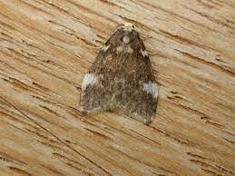 2743 high vista pt gainesville ga 3050. Category Halone Pteridaula Wikimedia Commons