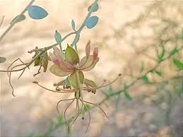 Image result for Cadaba