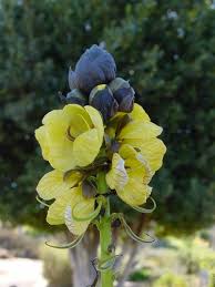 Image result for Senna didymobotrya