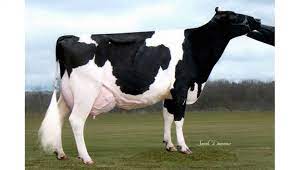 Missouri Holstein Cow Produces Nearly 24 Gallons Of Milk Per Day