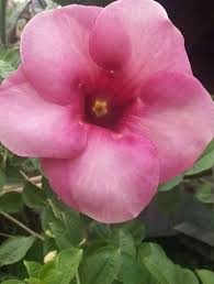 We did not find results for: Flower Photography Bunga Cantik Steemkr