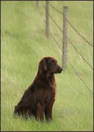 The Grass Is Always Greener On The Other Side Of The Fence Examples The Grass Is Always Greener Dogs Baby Dogs Dog Breeds