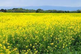 किसानों के लिए सरसों बनी प्रमुख फसल, इसकी ज्यादा मात्रा में खेती कर रहे हैं  किसान - The Sadak Nama