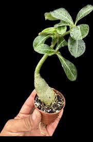 Image result for Adenium multiflorum