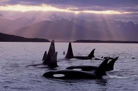 Late Night Randomness 27 Photos Suburban Men Orca Orca Whales Whale