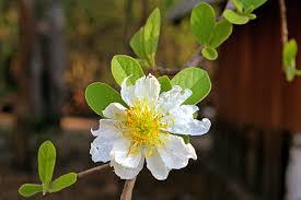 Image result for Xylotheca tettensis