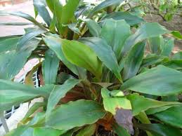 Image result for Chlorophytum macrophyllum