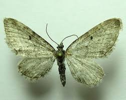 Image result for Eupithecia subumbrata