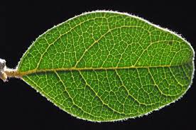 Image result for Combretum hereroense