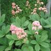 This is a superior form with darker flowers and somewhat more textured foliage. Https Encrypted Tbn0 Gstatic Com Images Q Tbn And9gctmnuunnmqymjtengxcza5r0crmwqfm1p6ori5vbsq Usqp Cau