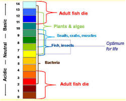 Aquaponics Health Understanding Ammonia Water Temperature