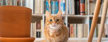 ‪How Long Do Cats Live? Cat Life Expectancy | Purina‬‏