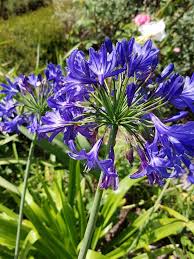 Mon Jardin En Ete Jardins Idees Jardin Et Hortensias