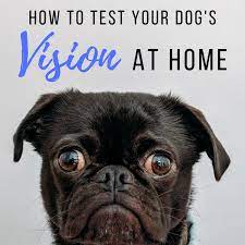 To start collecting data, publish this segmentation funnel. How To Test Your Dog S Vision At Home Pethelpful