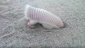The Pink Fairy Armadillo Noto Anche Come Pichiciego E Una Rara Specie Di Armadillo Che Vive In Argentina Centr Fairy Armadillo Pink Fairy Armadillo Armadillo