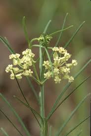 Whorled Milkweed Grow Native