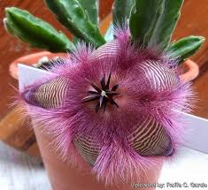 Take a look into what their purpose is and how you can take care of them. Pin On Cvety Eto Moya Slabost