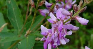 Image result for Desmodium