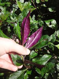 Image result for Gynura pseudochina