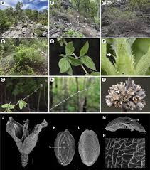 Image result for Spermacoce subvulgata