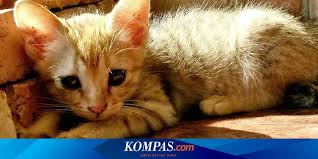 Ikan juga merupakan makanan kucing berusia 2 bulan yang sangat populer untuk kucing, karena mereka juga mengandung protein dan asam amino yang dapat membantu kucing tumbuh. 5 Cara Bikin Kucing Cepat Gemuk Halaman All Kompas Com