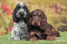 Pin On Cocker Spaniel