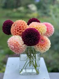 Pin On Gardens Dahlias
