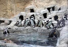 If you love the penguins, you can do a penguin encounter where you see one up close in person and take a souvenir picture or these are just some of the reasons why you should visit ripley's aquarium in gatlinburg. Ripley S Aquarium Of The Smokies In Gatlinburg Ripley Aquarium Smokies Ripley