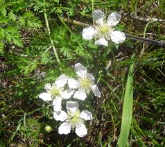Gary regner photography specializes in photography of texas wildflowers, texas landscapes, and other nature and outdoor subjects mainly in texas. Wildflowers Start Blooming At White Rock Lake Wild Flowers Trees To Plant White Gardens