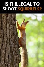 Shooting Squirrels In The Backyard Legality And What To Know In 2021 Squirrel Backyard Animal Games