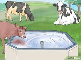 How To Start A Cattle Farm With Pictures Wikihow