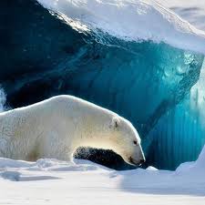 Polar Bears Live In The Arctic Near The North Pole Pin De Vicki Mycatissocute Mink En Animals Of The Poles Osos Polares Oso Polar Fotos Tiernas