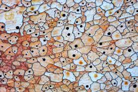 Abstracts Textures And Patterns Abstract Nature Photography Gallery Fine Art Nature Photography Tj Thorne Photography
