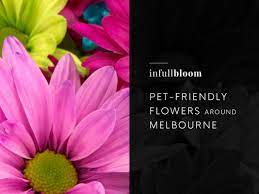 The perfect sympathy gift for pet lovers. Pet Friendly Flowers Around Melbourne In Full Bloom